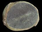 Didontogaster Fossil Worm (Pos/Neg) - Mazon Creek #70603-2